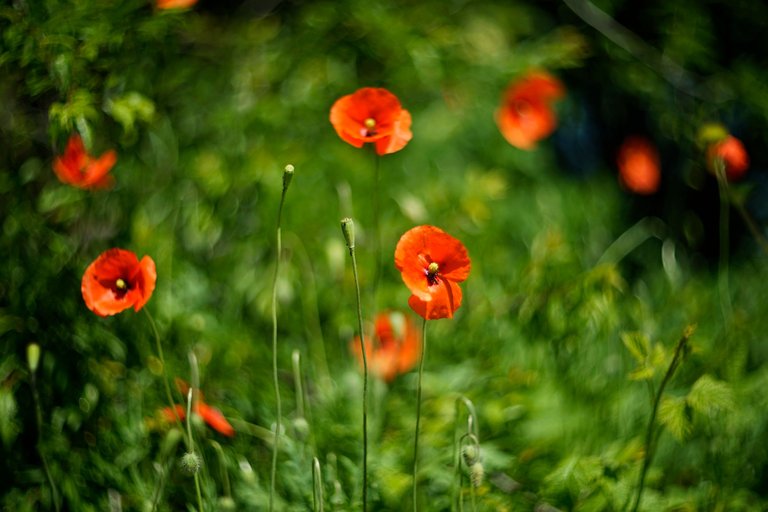 poppy helios bokeh pl 3.jpg