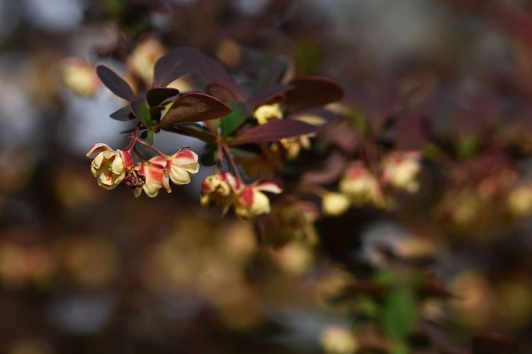 barberry blooms 11.jpg