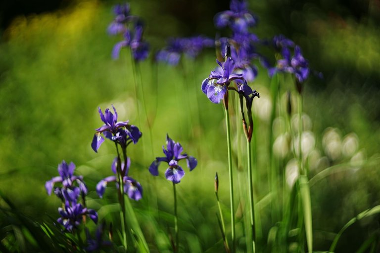 Blue Iris garden pl helios 2.jpg