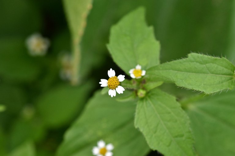 Galinsoga parviflora quickweed pl 4.jpg