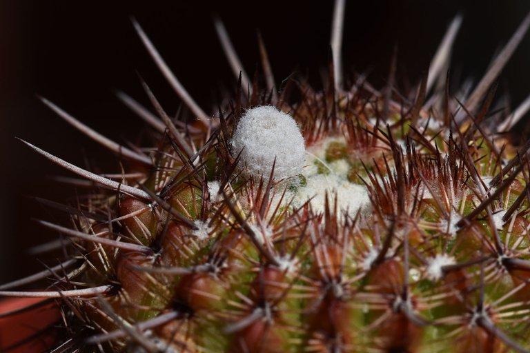 Notocactus mueller-melchersii bud 2023.jpg