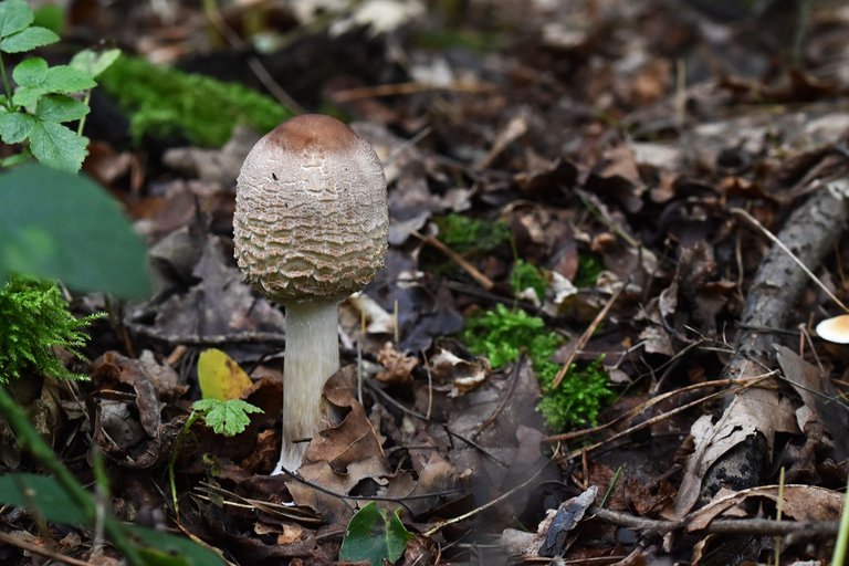 white mushrooms grass 3.jpg