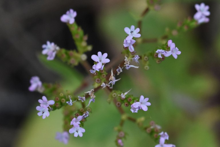 Valerianella dentata 5.jpg