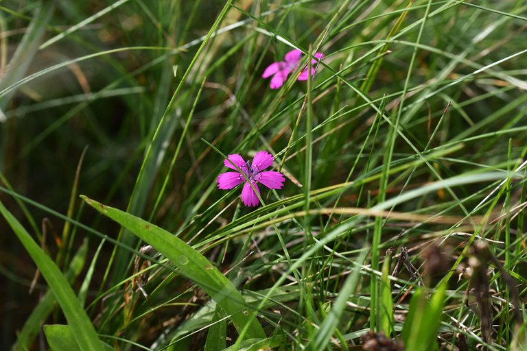 Dianthus deltoides wild carnation pl 5.jpg