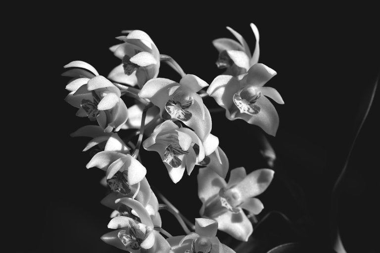 Dendrobium kingianum var. Silcockii bw 10.jpg