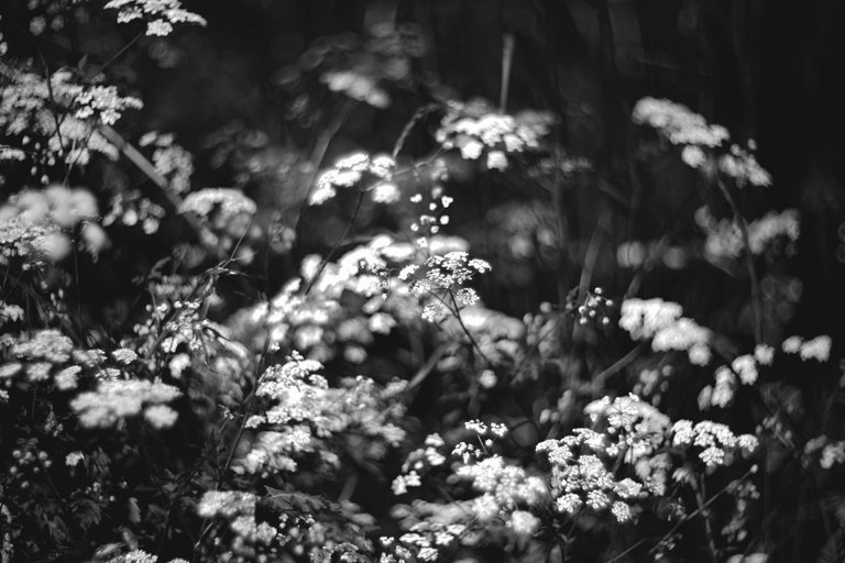 Elderberry flower helios bokeh bw 5.jpg