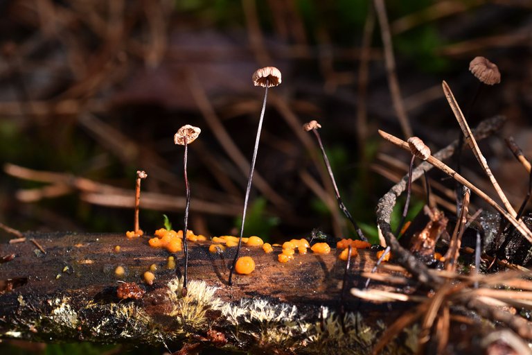 tiny mushrooms stick 4.jpg