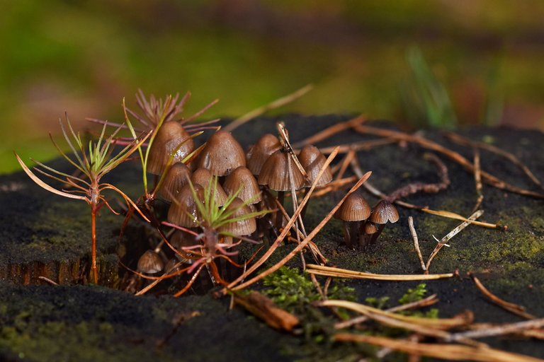 tiny mushrooms on tree stump 1.jpg