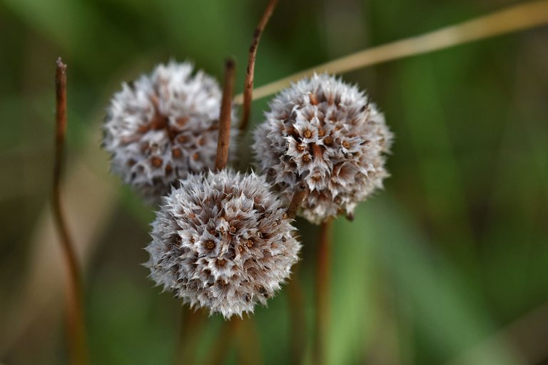 sea thrift pl 4.jpg