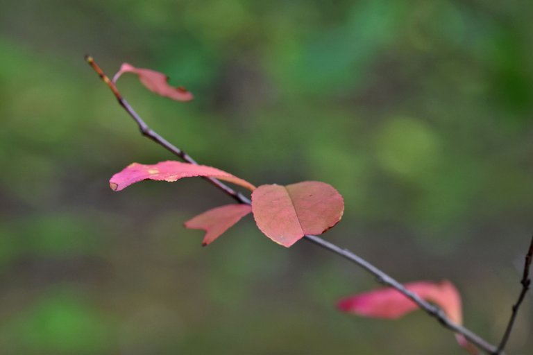 red leaf forest pl 1.jpg