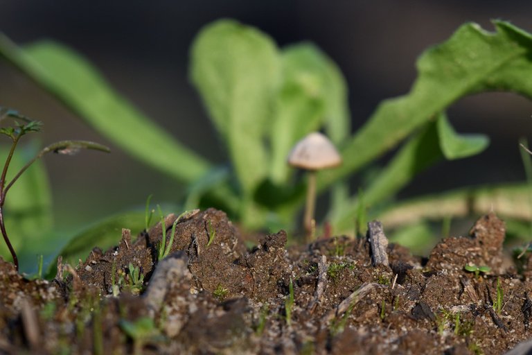 tiny mushroom jan 4.jpg