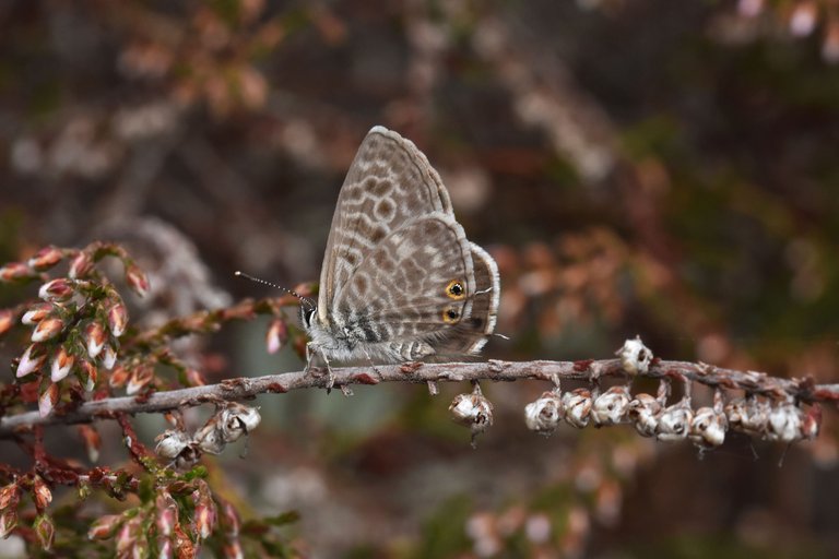 Marine Blue butterfly heather 2.jpg