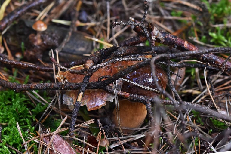 boletus mushroom pl 9.jpg