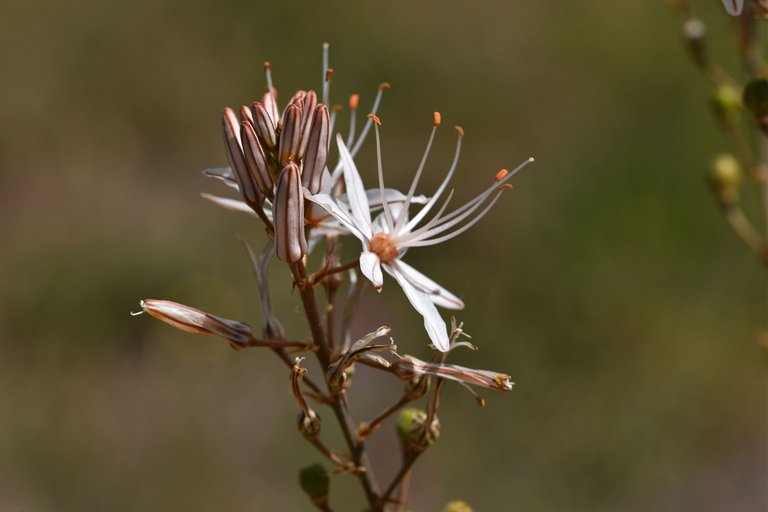 Asphodelus ramosus flowers 6.jpg