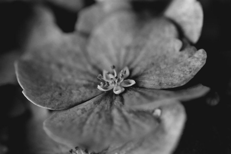 hydrangea bw 6.jpg