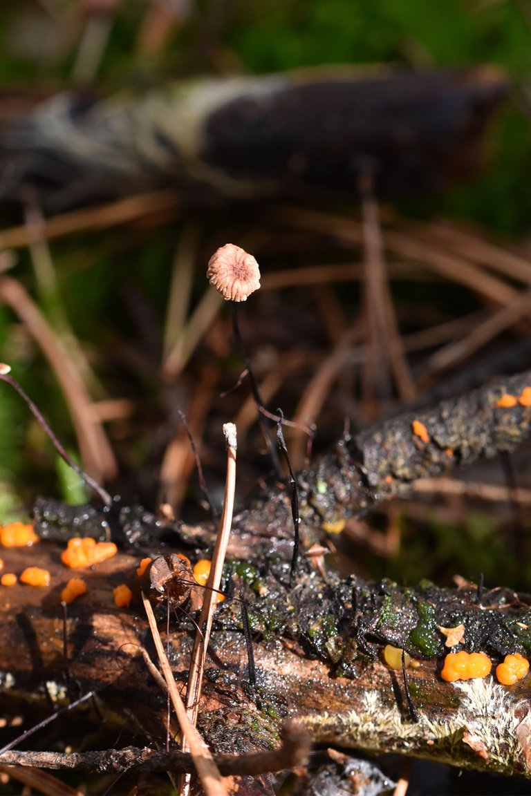 tiny mushrooms stick 1.jpg
