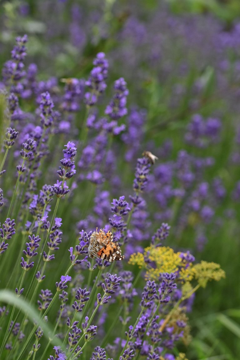 Painted lady butterfly damaged 6.jpg