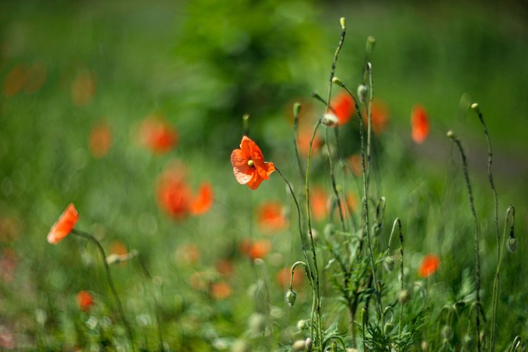 poppy helios bokeh pl 5.jpg