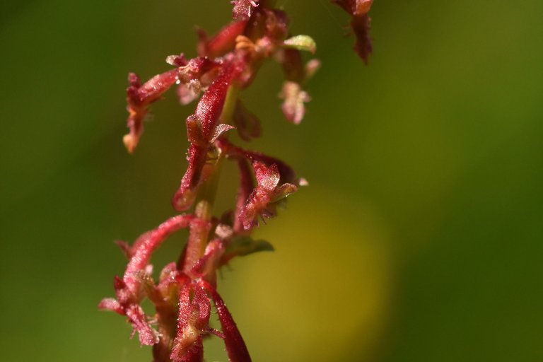 Rumex bucephalophorus red wildflower 2.jpg