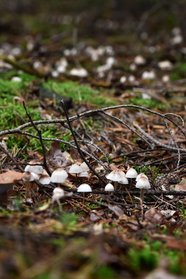 white daisy mushrooms pl 8.jpg