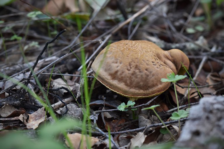 mushrooms autumn pt 7.jpg