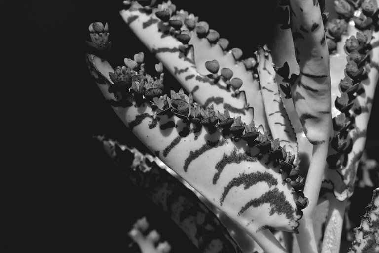 kalanchoe daigremontiana leaves bw 6.jpg