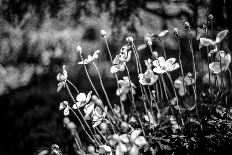 white anemones bokeh bw 3.jpg