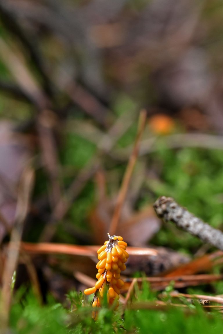 Insect-egg Slime 4.jpg