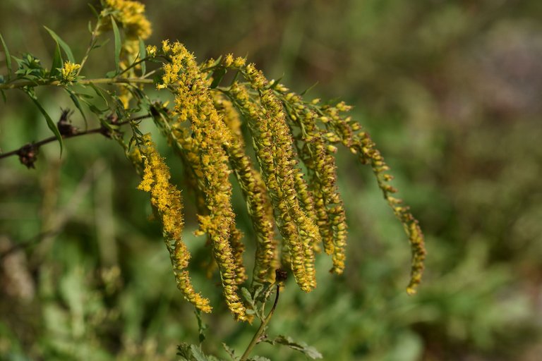 Solidago canadensis goldenrod wildflower pl 5.jpg