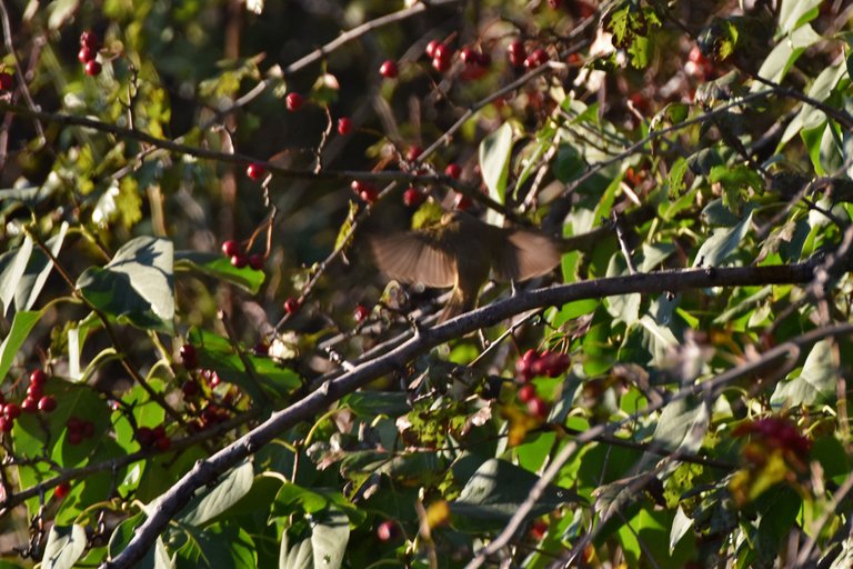 Common chiffchaff birds pl 8.jpg