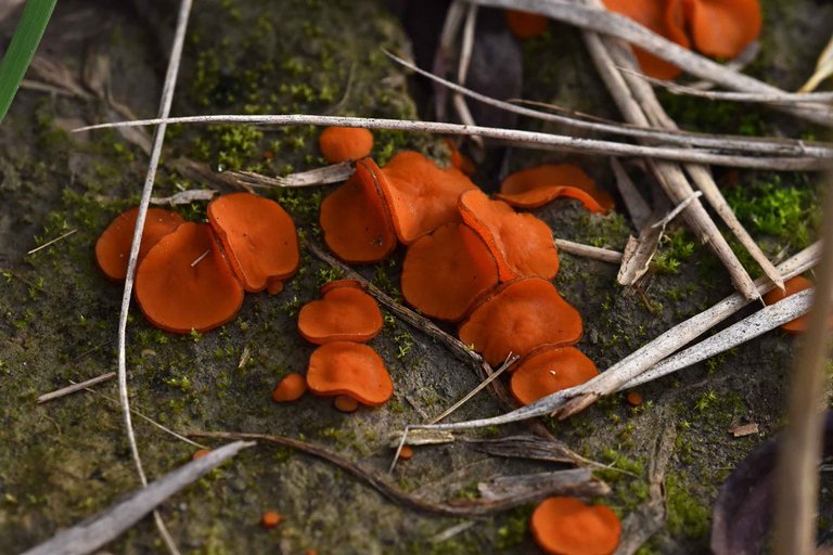 Scutellinia orange mushroom  9.jpg