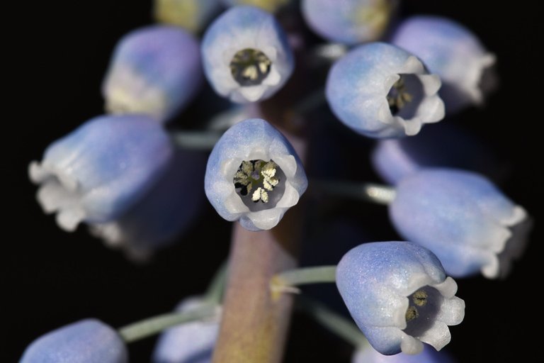 Grape hyacinth muscari 5.jpg