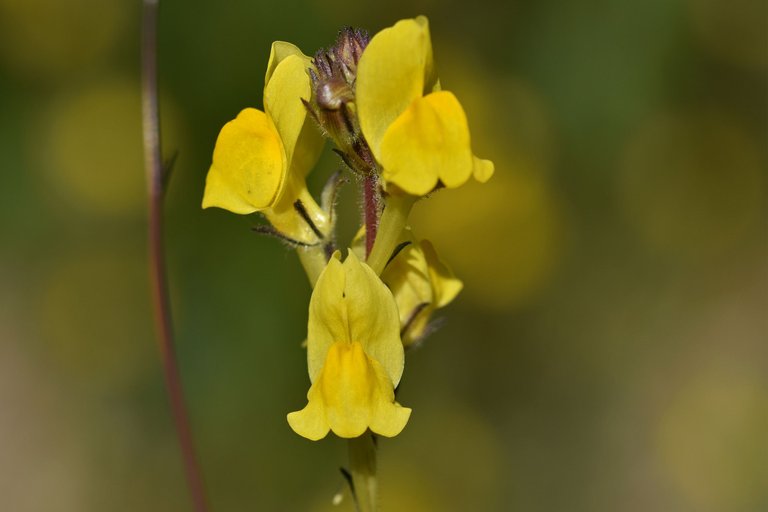 wildflower yellow Linaria viscosa lawn 4.jpg