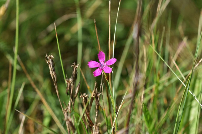 Dianthus deltoides wild carnation pl 6.jpg