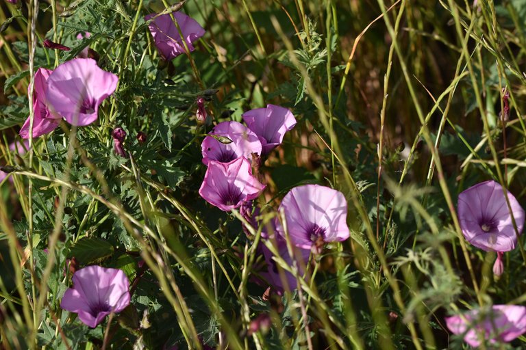 Convolvulus althaeoides pink 14.jpg