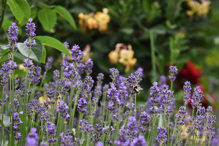 bumblebee lavender garden pl.jpg