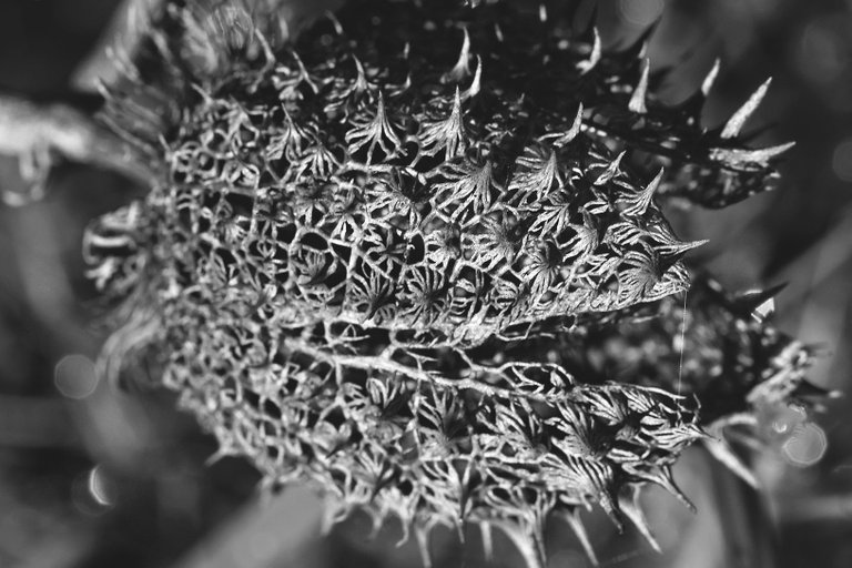 Datura stramonium drystuff bw 4.jpg