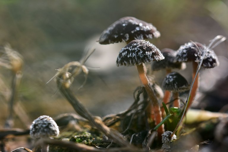 brown mushrooms park.jpg