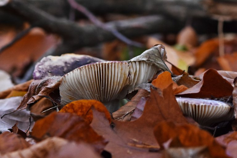 white mushroom in leaves pl 3.jpg