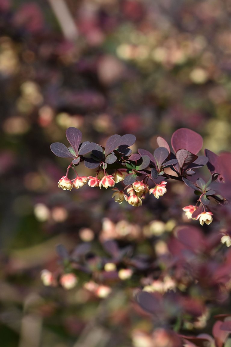 barberry blooms 2.jpg