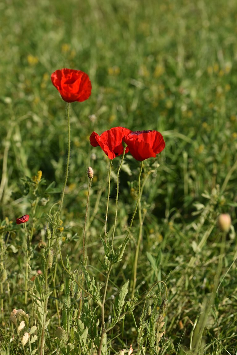 poppies park 8.jpg