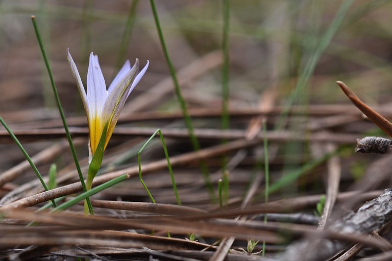 Romulea ramiflora flower 7.jpg