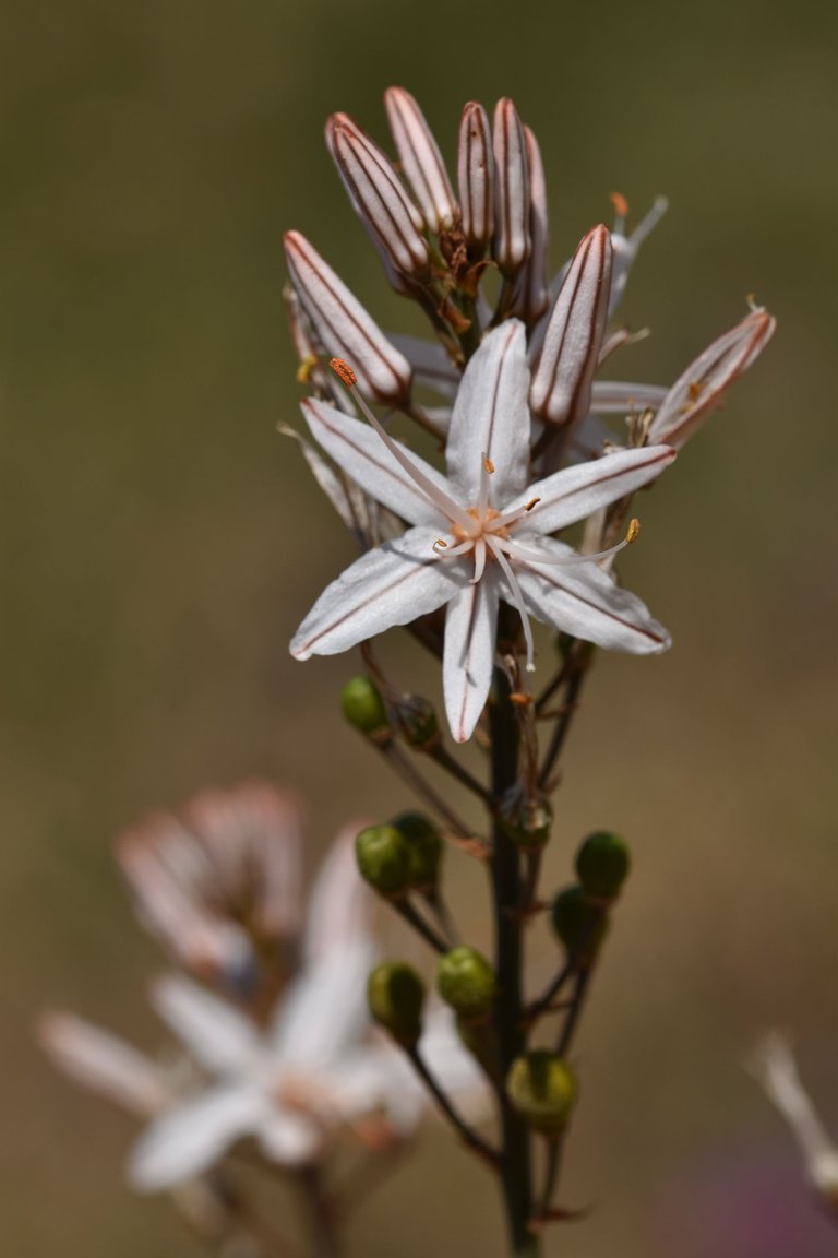Asphodelus ramosus flowers 1.jpg