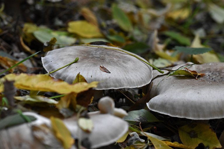silver mushrooms pl 9.jpg