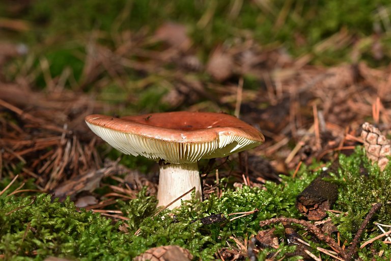 wet mushrooms 5.jpg