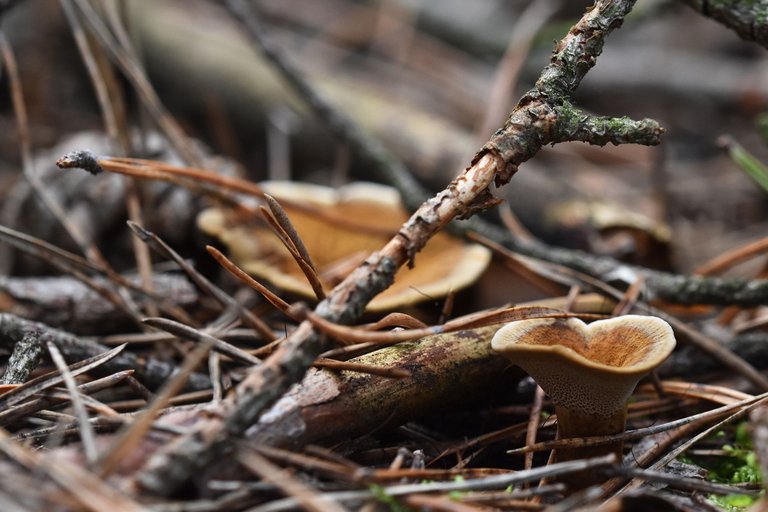 brown mushroom pl  3.jpg