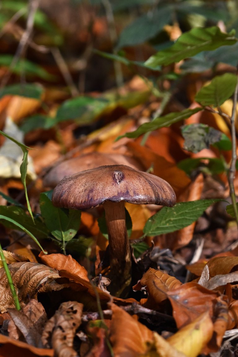 brown mushrooms leaves pl 9.jpg