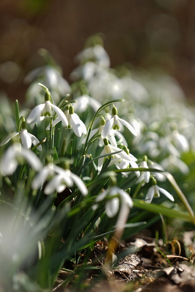 Snowdrops Samyang 7.jpg