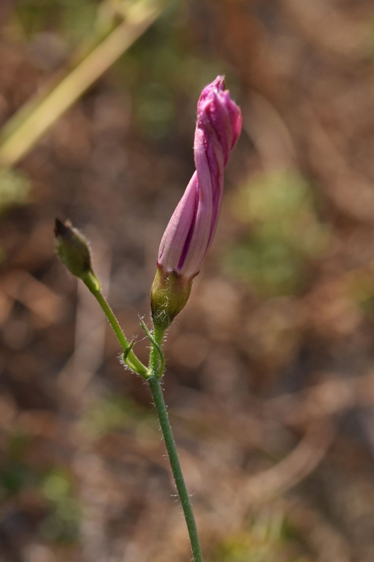 Convolvulus althaeoides pink 6.jpg