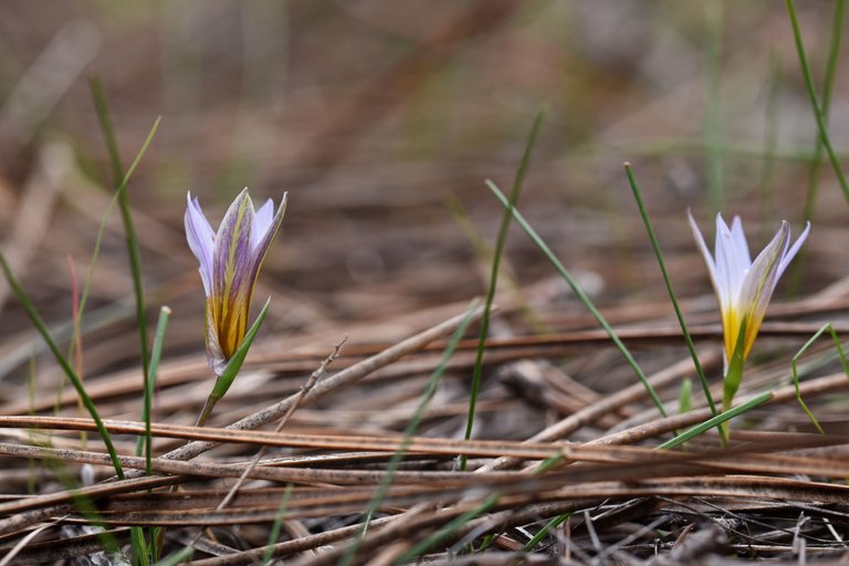 Romulea ramiflora flower 8.jpg